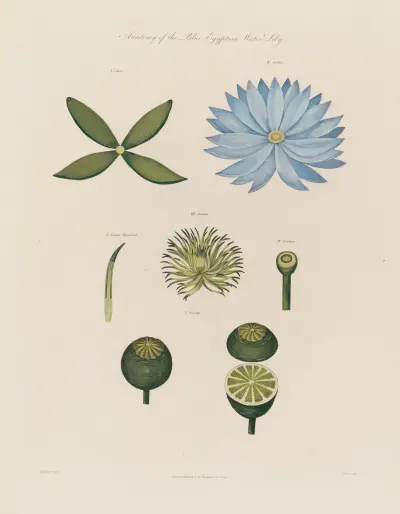Anatomy of the blue Egyptian Water-Lily von Robert John Thornton