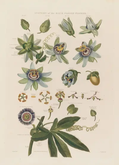 Anatomy of the blue passion flower von Robert John Thornton