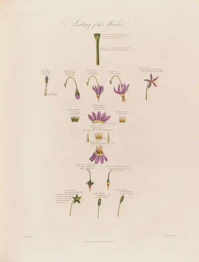 Anatomy of the Meadia von Robert John Thornton