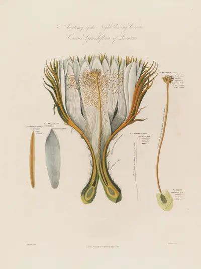 Anatomy of the Night-blowing Cereus;  or Cactus Grandiflora of Linnaeus von Robert John Thornton