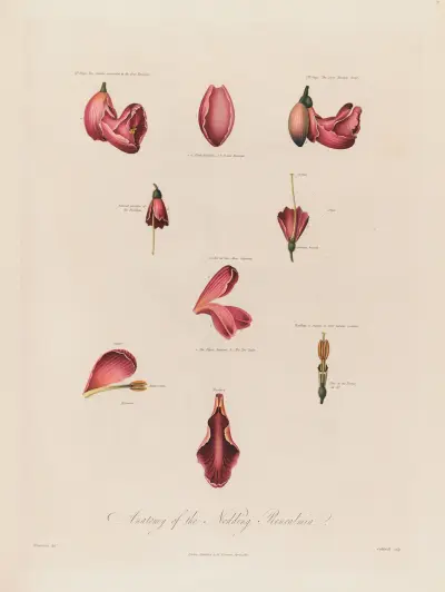 Anatomy of the Nodding Renealmia von Robert John Thornton