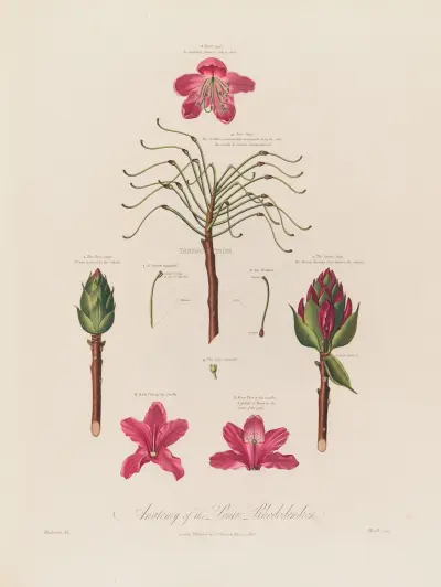Anatomy of the Pontic Rhododendron von Robert John Thornton