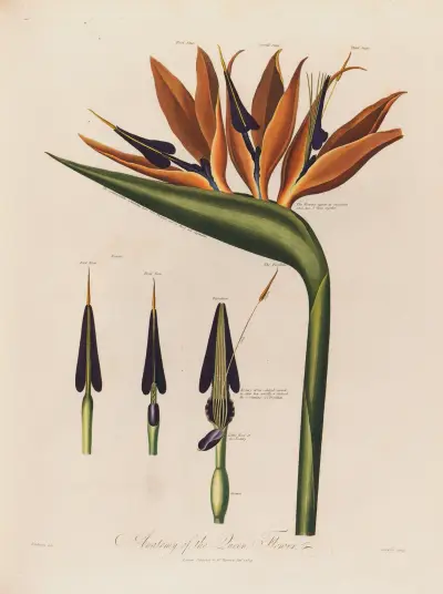 Anatomy of the Queen Flower von Robert John Thornton