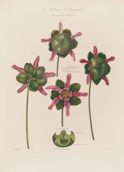 Anatomy of the Sarracenia or Pitcher Plant von Robert John Thornton