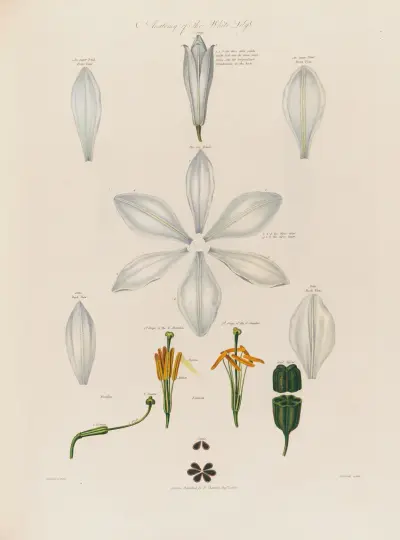 Anatomy of the White Lily von Robert John Thornton