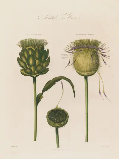 Artichoke in Flower von Robert John Thornton