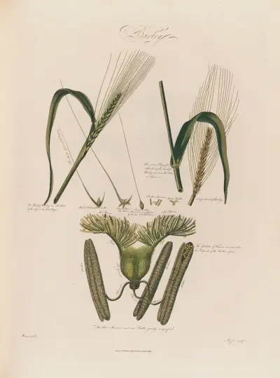 Barley von Robert John Thornton