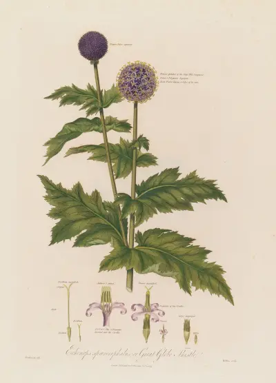 Echinops spaerocephalus ; or Great Globe Thistle von Robert John Thornton