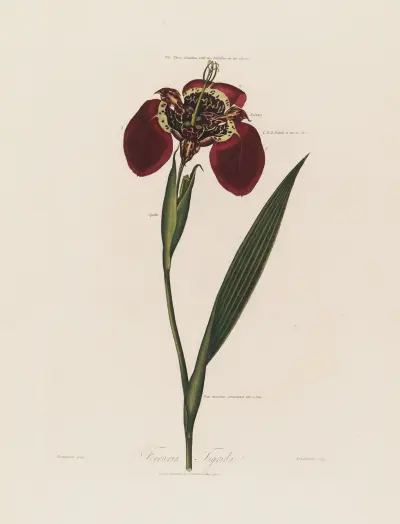 Ferraria Tigrida von Robert John Thornton