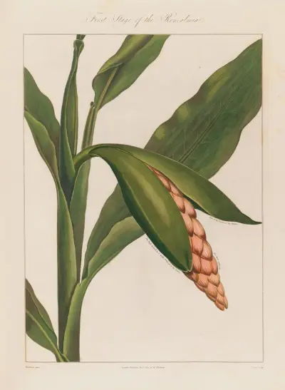 First Stage of the Renealmia von Robert John Thornton