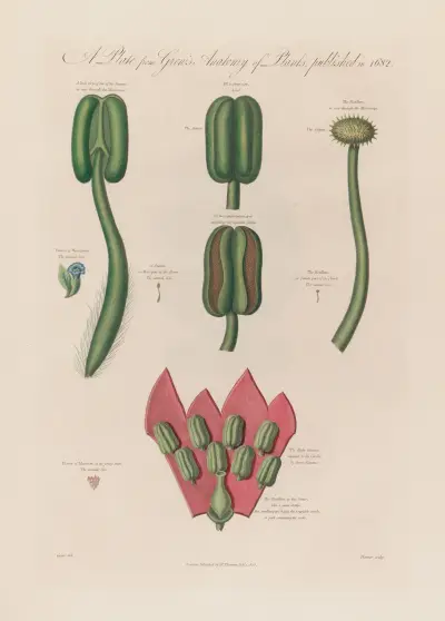 Hyoscyanus and Mesereon von Robert John Thornton