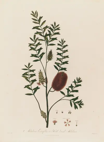 Melaleuca Ericifolia, or Heath-leaved Melaleuca von Robert John Thornton