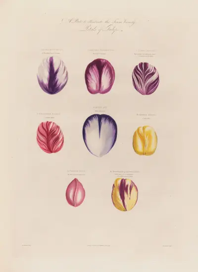 Petals of Tulips von Robert John Thornton