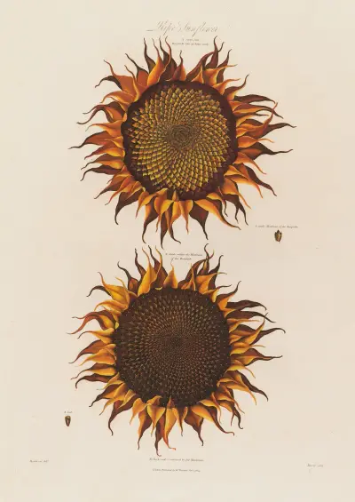 Ripe Sunflower von Robert John Thornton
