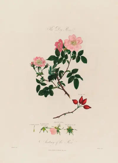 The Dog Rose. Anatomy of the Rose von Robert John Thornton