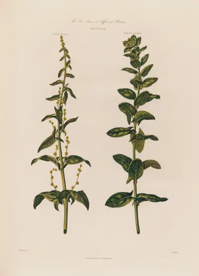 The Two Sexes on different Plants. Spinach. von Robert John Thornton