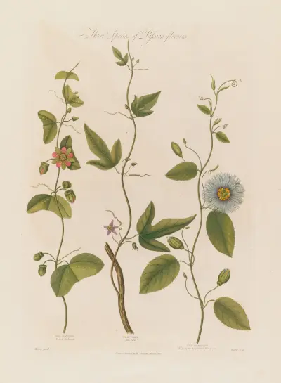 Three Species of Passion-flowers. The Dotted, The Cork, The Serrated von Robert John Thornton