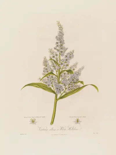 Veratrum album, or White Hellebore von Robert John Thornton