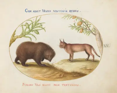 A Bear and a Lynx, Joris Hoefnagel