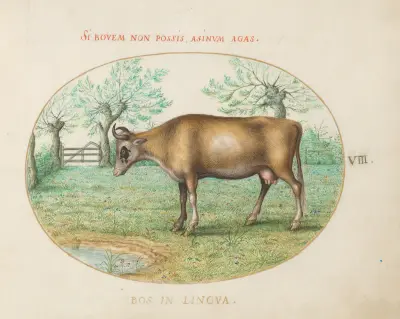 A Cow, Joris Hoefnagel