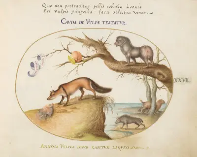 A Cross Fox, a Hyena;Baboon, a ‘Sea Wolf,’ and a Gulon (Wolverine), Joris Hoefnagel