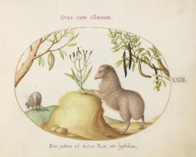A Fat-Tailed Sheep, a Sheep with a Long Tail, a ‘Cassia purgatrix,’and Other Plants, Joris Hoefnagel