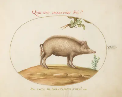 A Pig with Acorns, Joris Hoefnagel