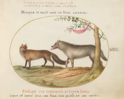 A Red Fox and a Wolf, Joris Hoefnagel