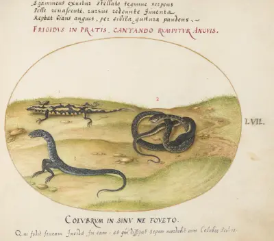 A Snake, a Fire Salamander, and a Snakelike Creature with Two Legs, Joris Hoefnagel