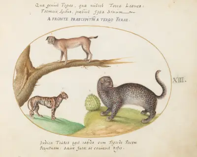 A Tiger, a Lynx, and a Jaguar, Joris Hoefnagel