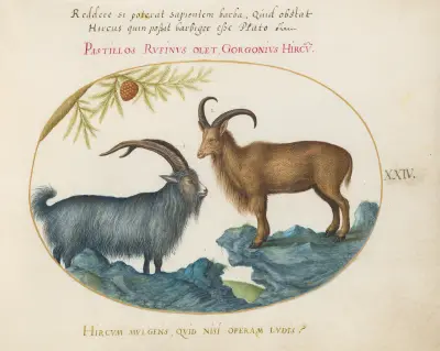 A Wild Goat and a Barbary Sheep, Joris Hoefnagel