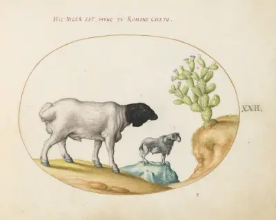 Blackhead Persian Sheep and a Sheep with a Long Tail, with a Cactus, Joris Hoefnagel
