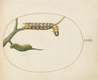 Emperor Moth Caterpillar with a Second Caterpillar on a Branch, Joris Hoefnagel