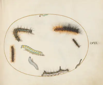 Lackey Moth Caterpillar, Figure of Eight Caterpillar, Grey Dagger Caterpillar, and Other Caterpillars, Joris Hoefnagel
