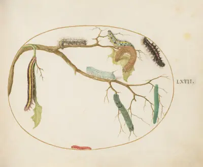 Large White and Small White Butterfly Caterpillars, Hornworm Caterpillar, Broom Moth Caterpillar, and Others, Joris Hoefnagel