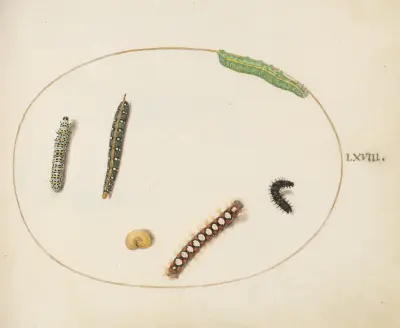 Leafy Spurge Hawkmoth Caterpillar, Mullein Moth Caterpillar, and Other Caterpillars, Joris Hoefnagel