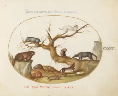 Marmot, Hamsters, Rat, Field Mouse, Shrew, and a Coatimundi, Joris Hoefnagel
