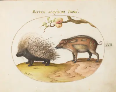 Old World Porcupine (Hystrix) and Wild Pig, Joris Hoefnagel