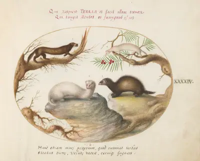 Polecat, Mink, and Ermine, Joris Hoefnagel