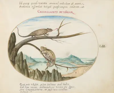 Two Common or Mediterranean Chameleons above San Sebastián, Spain, Joris Hoefnagel