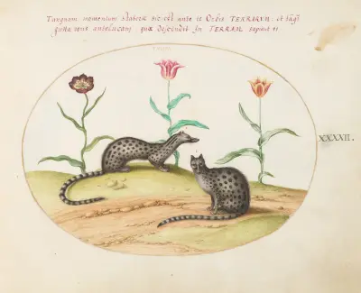 Two Genets or Civet Cats with Tulips, Joris Hoefnagel