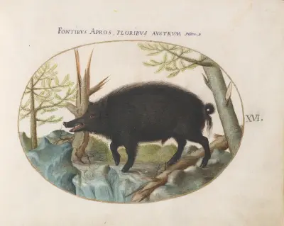 Wild Boar, Joris Hoefnagel