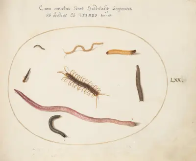 Worm, Centipede, Millipede, and Other Long Creatures, Joris Hoefnagel