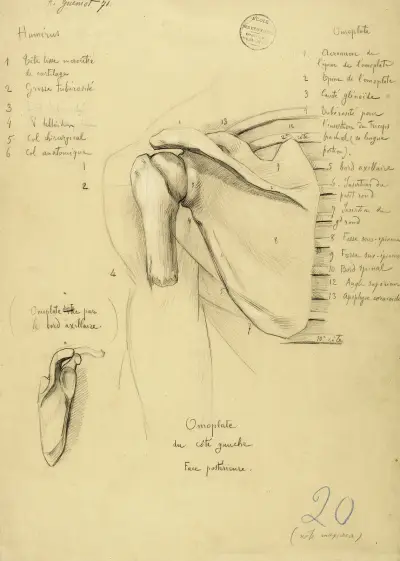 Etude anatomique. Omoplate du côté gauche. Face postérieure av Arthur-Joseph Gueniot