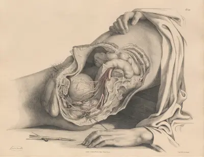 The Arteries of the Pelvis of the male, Joseph Maclise