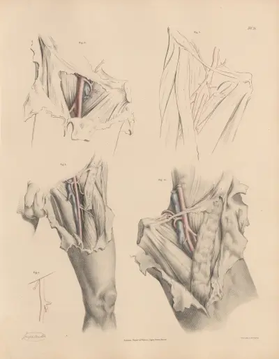 The branches of the Deep Femoral, Joseph Maclise