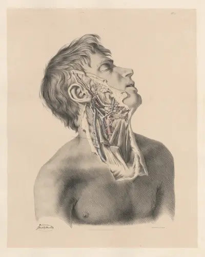 The External Carotid artery of the right side, with the accompanying veins and nerves, Joseph Maclise