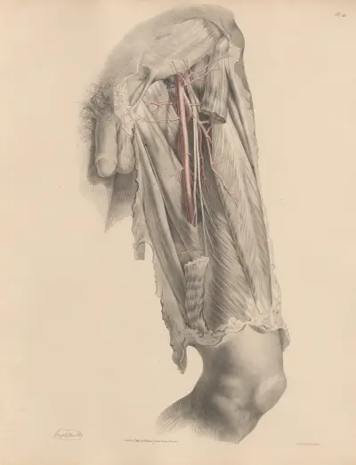 The Femoral artery, and its branches, Joseph Maclise