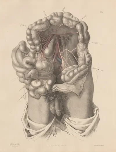 The Inferior Mesenteric artery and its branches, Joseph Maclise