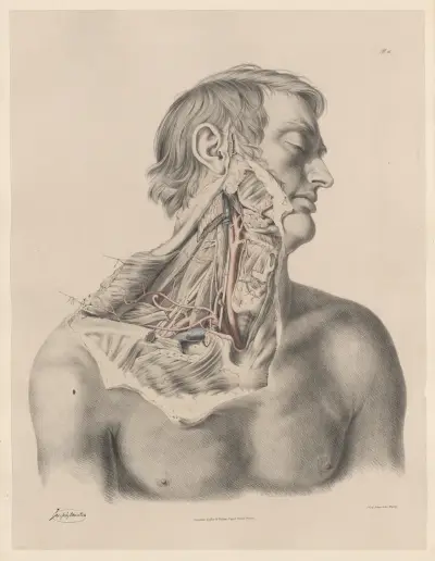 The Right Common Carotid artery; the Right Subclavian, and its branches, Joseph Maclise